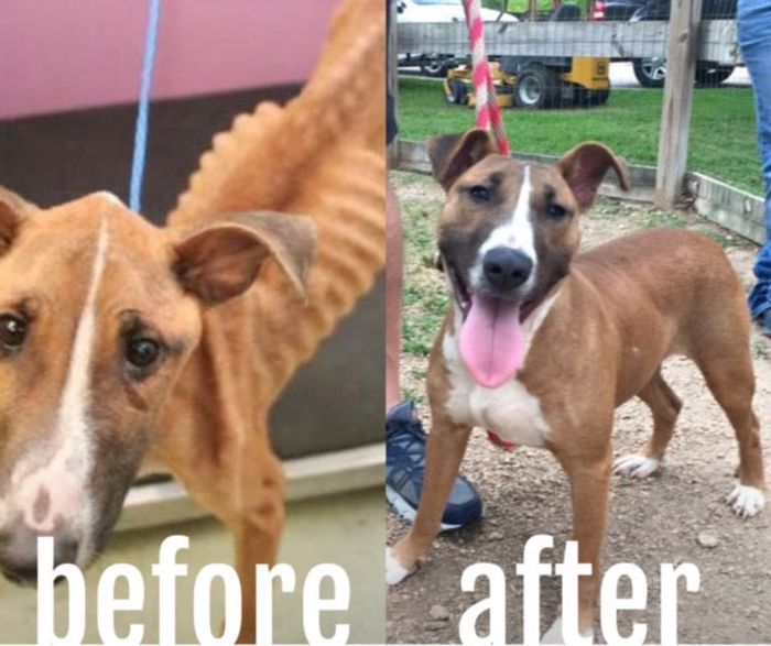 before_and_after_rescue_05