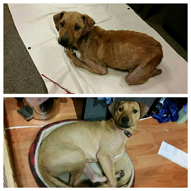 before_and_after_rescue_06
