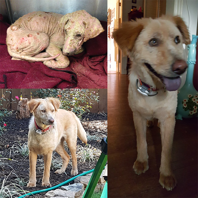 before_and_after_rescue_07