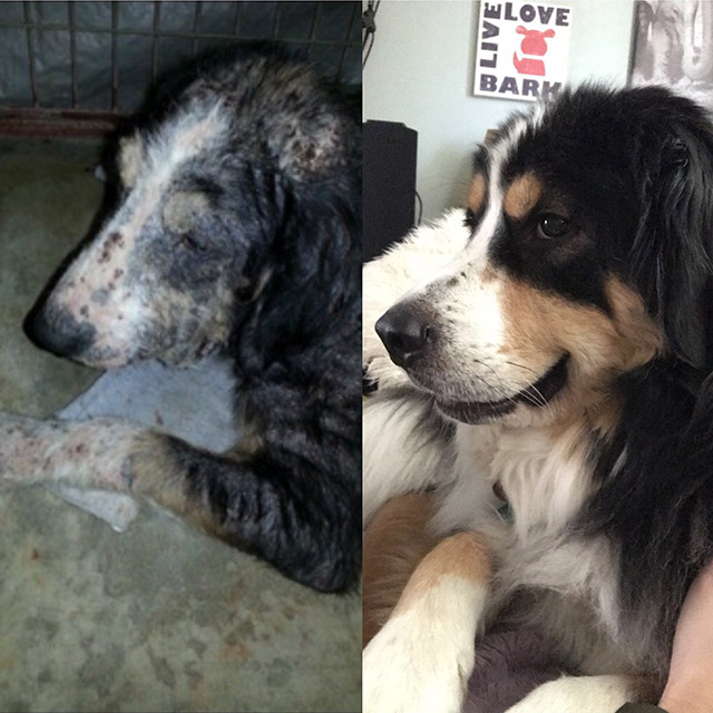 before_and_after_rescue_12