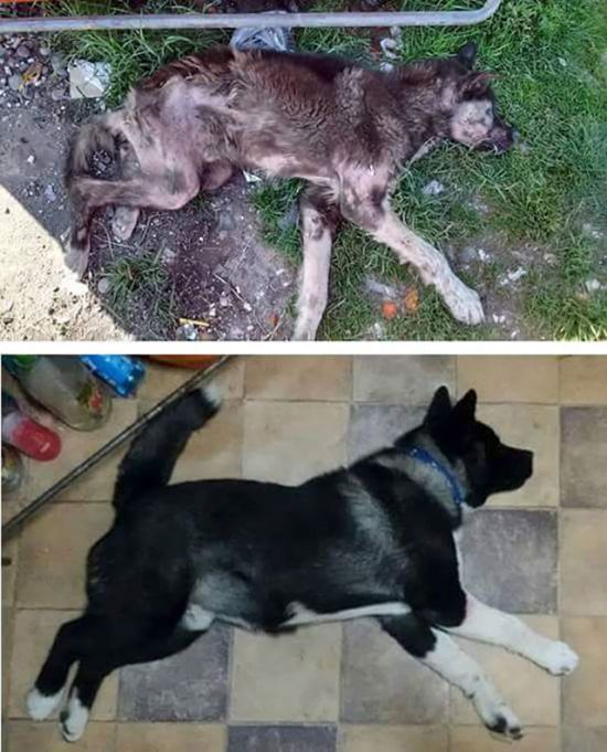 before_and_after_rescue_13