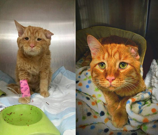 before_and_after_rescue_16