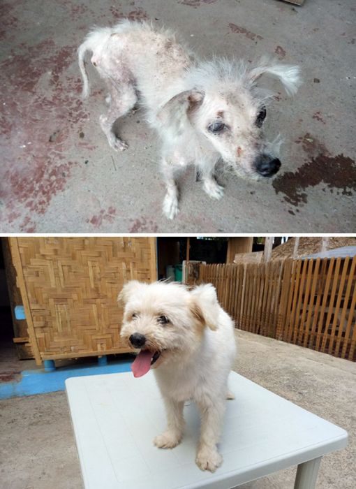 before_and_after_rescue_17