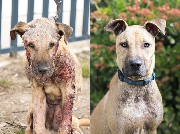 before_and_after_rescue_19