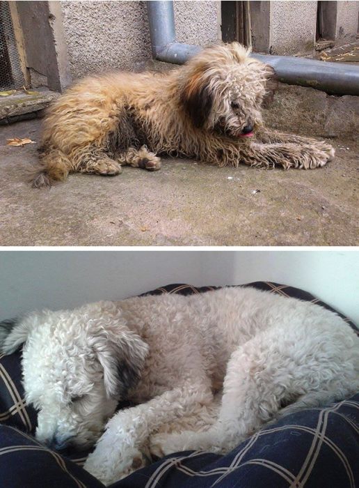 before_and_after_rescue_21