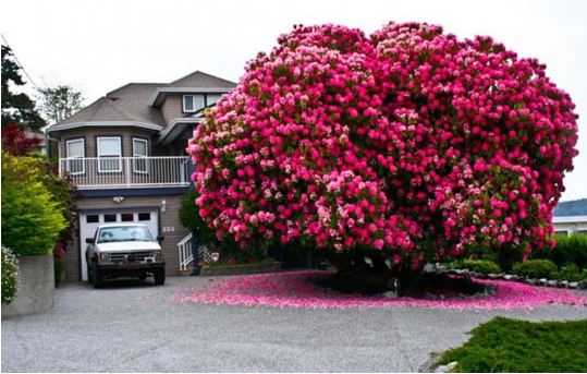 cool-rhododendron-tree-pink-leaf