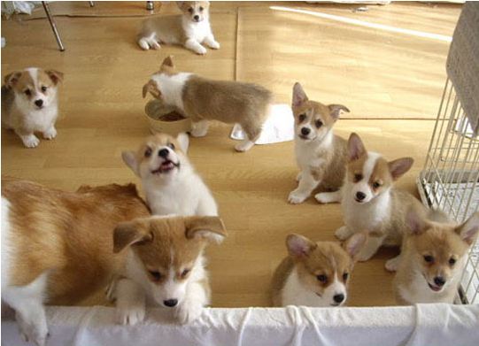 cool-cute-baby-corgies-playing