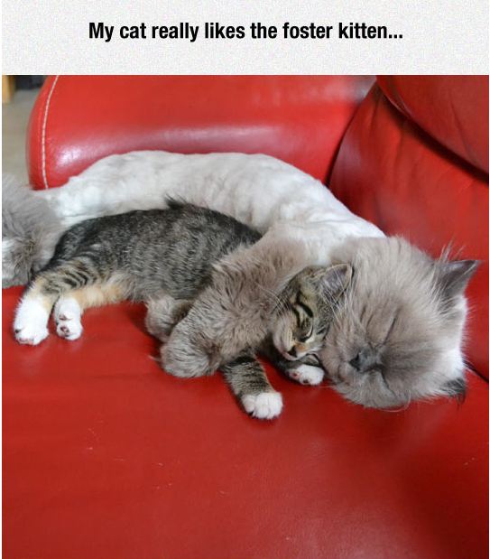 cute-cat-huge-foster-kitten