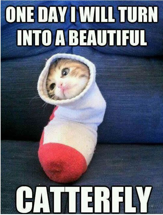 cute-cat-inside-sock-burrito