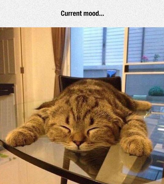 cute-cat-sleeping-table-tired-eyes-closed
