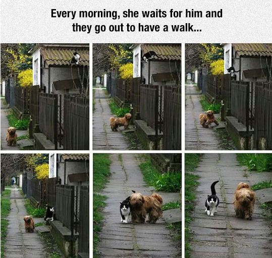 cute-dog-cat-walk-together-friends