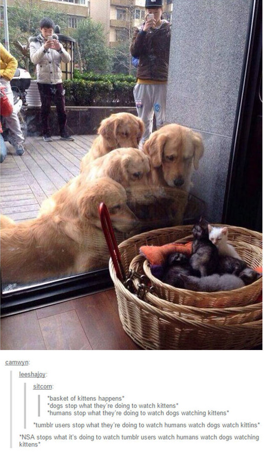 cute-dogs-looking-kitten-basket-glass