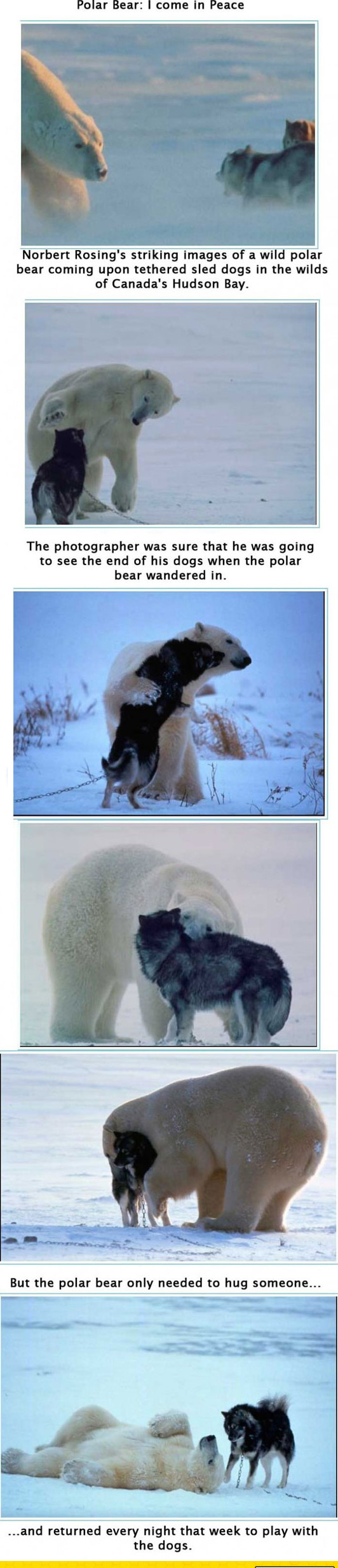 cute-polar-bear-playing-husky-dogs-ice