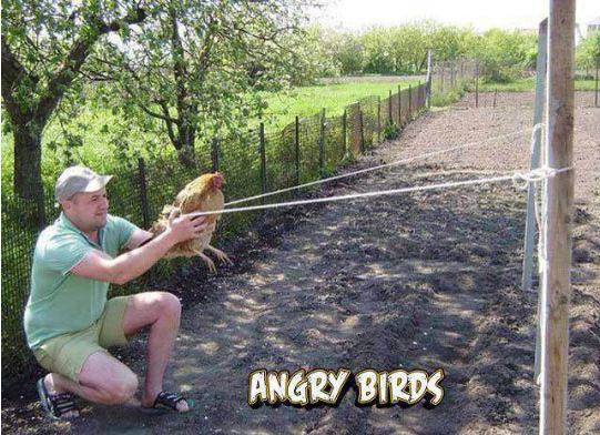 funny-angry-birds-chicken-farm