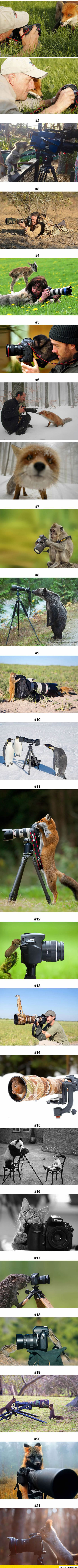 funny-animals-camera-photographers-wild