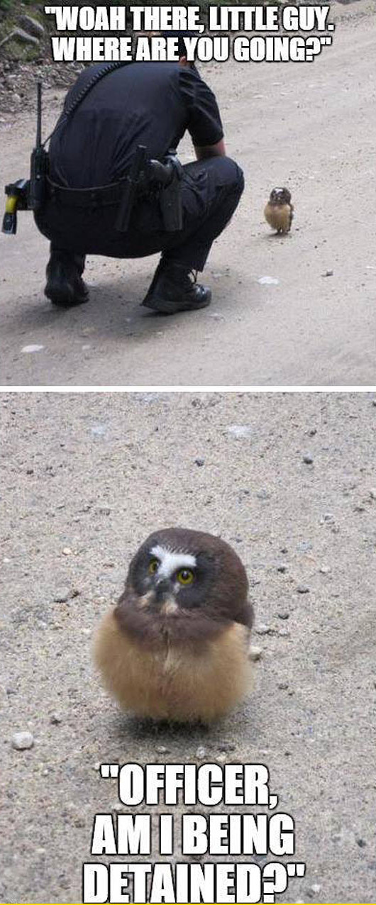 funny-baby-owl-road-curious