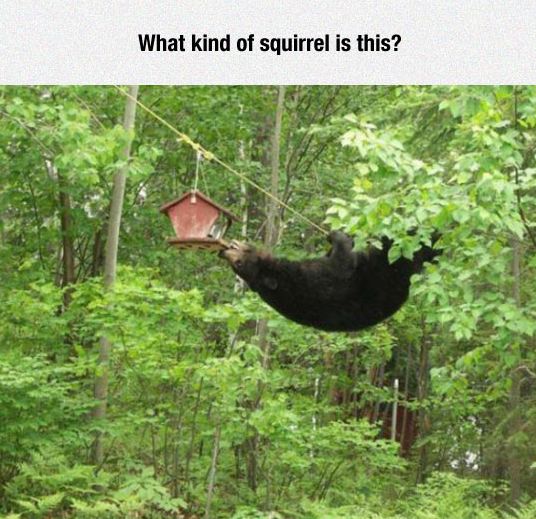 funny-bear-squirrel-house