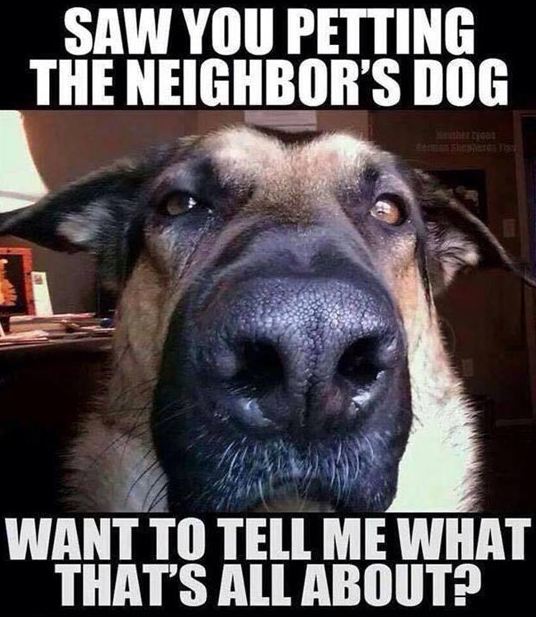 funny-big-dog-nose-face