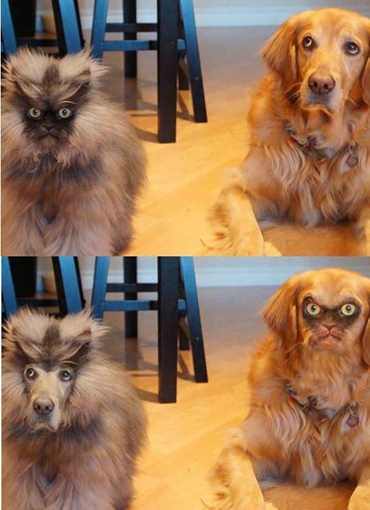 funny-cat-meow-dog-faceswap