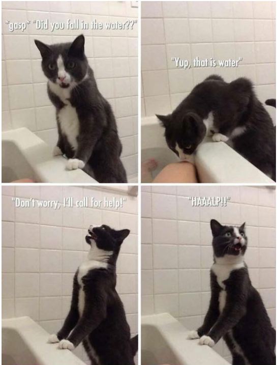 funny-cat-bath-call-water