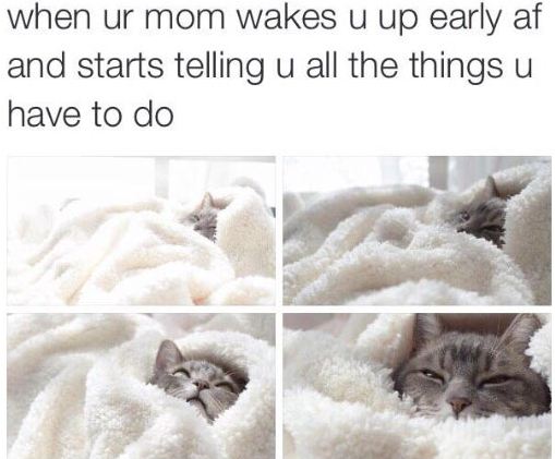 funny-cat-bed-morning-mother