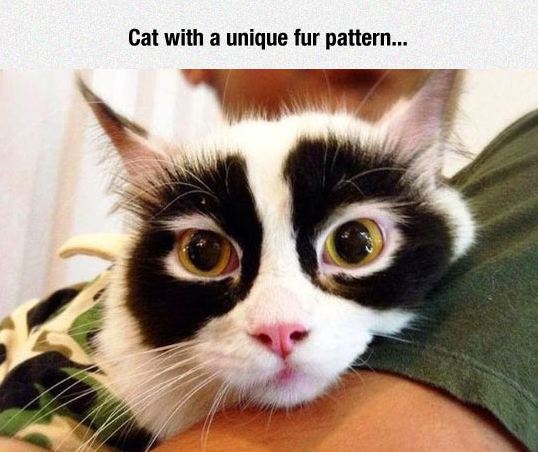 funny-cat-eyes-stain-black-fur