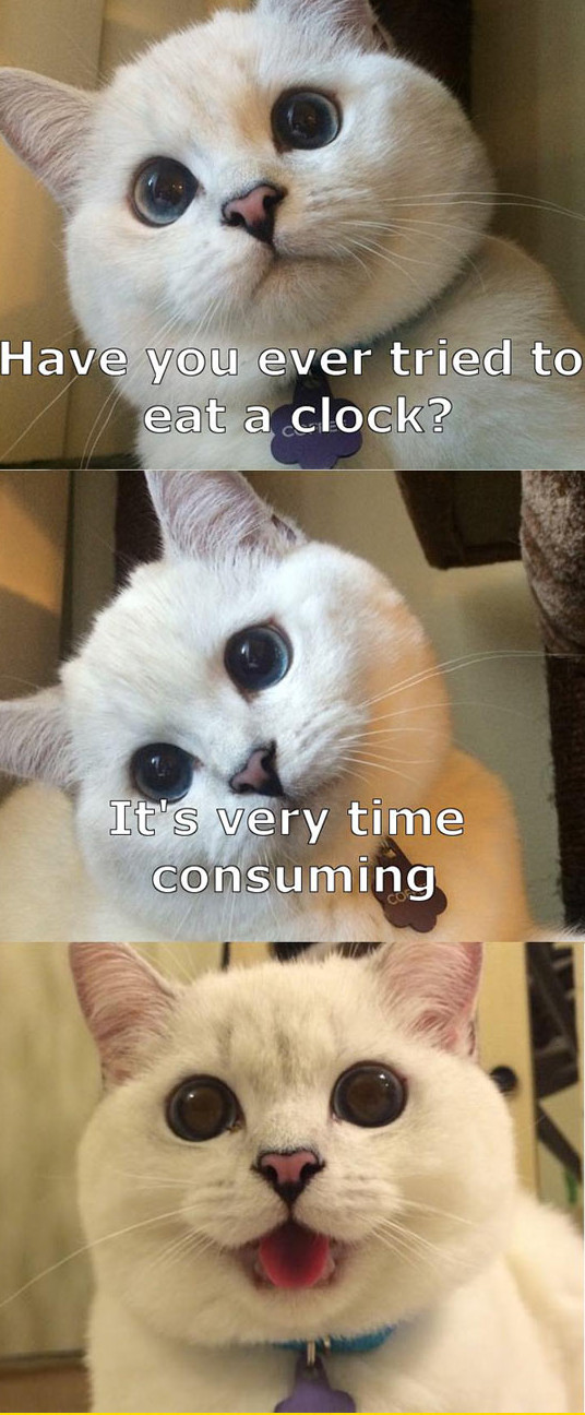 funny-cat-pun-clock-time
