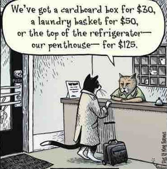 funny-cat-talking-especially-briefcase-hotel