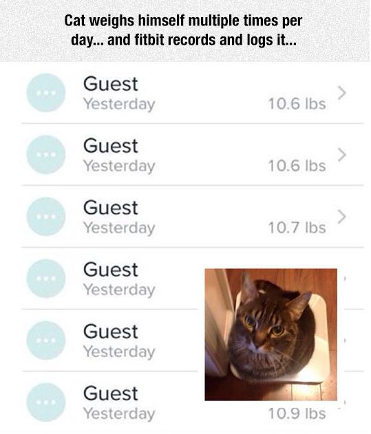 funny-cat-weight-app-fitbit