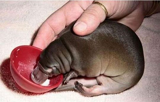 funny-cute-little-baby-platypus-eating