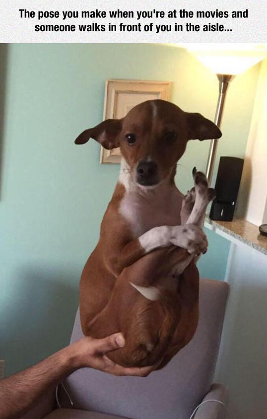 funny-dog-balancing-one-hand