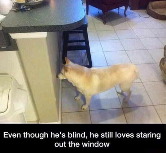 funny-dog-blind-looking-window