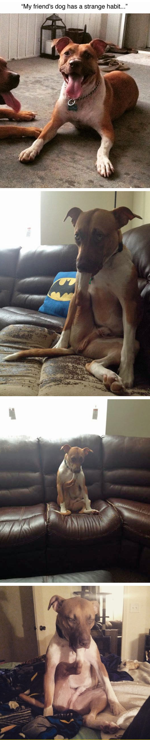 funny-dog-sucking-paw-watching-tv