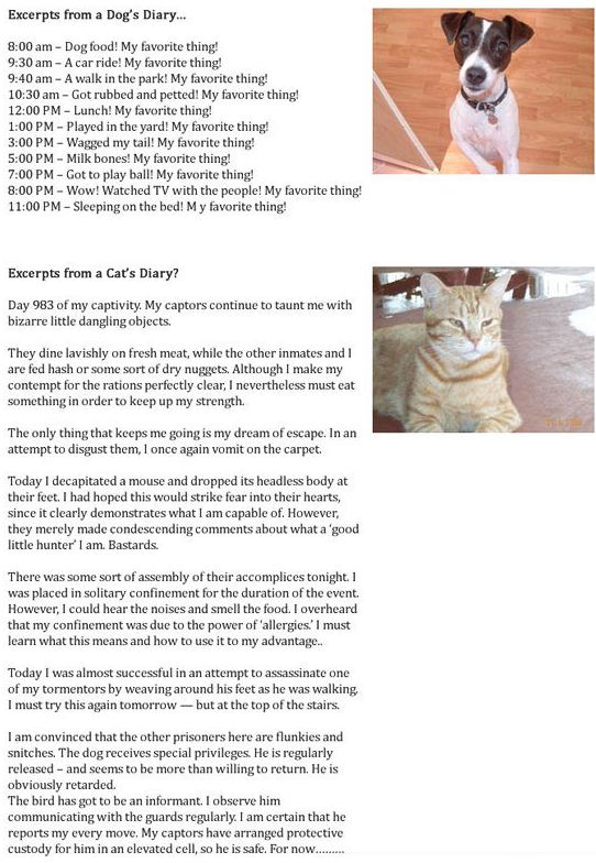funny-dog-vs-cat-diary-prisoner