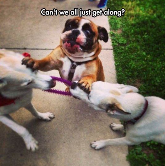 funny-dogs-fighting-bull-dog-worry