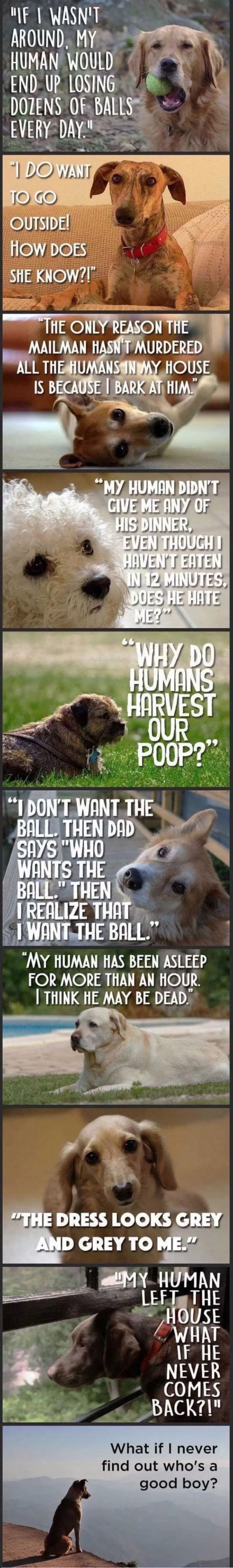 funny-dogs-perspective-outside-friends