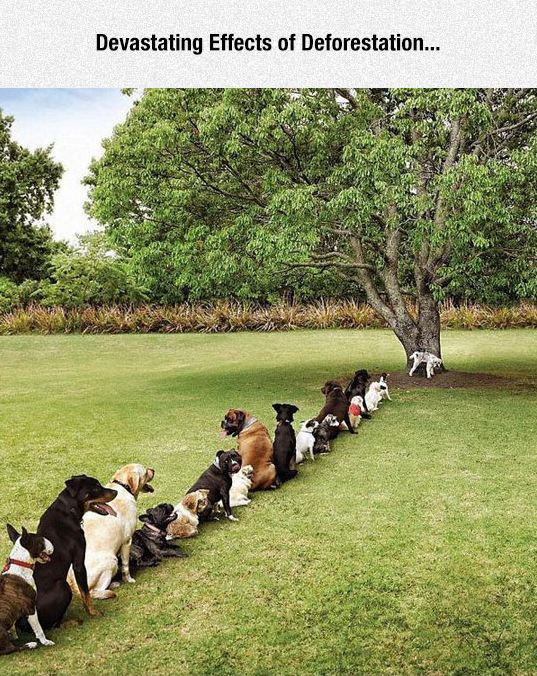 funny-dogs-queue-line-tree