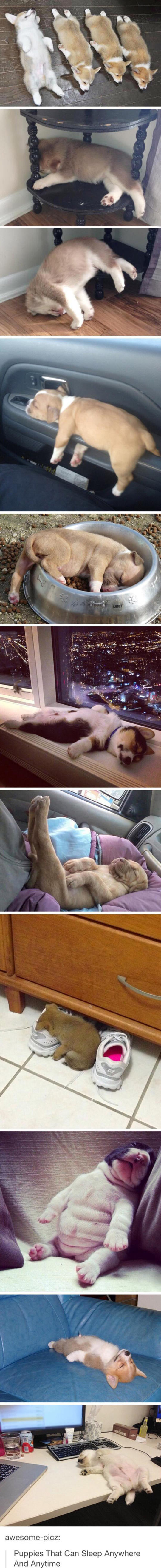 funny-dogs-sleeping-cute-puppies