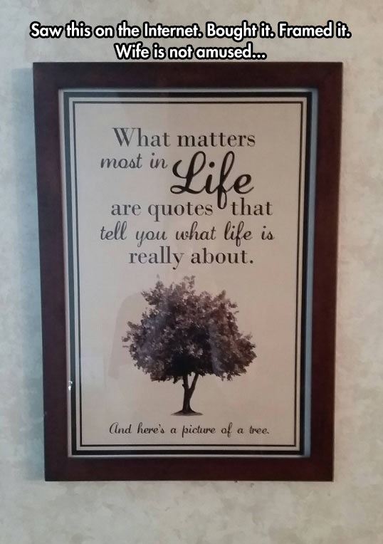 funny-frame-tree-picture-life-quote