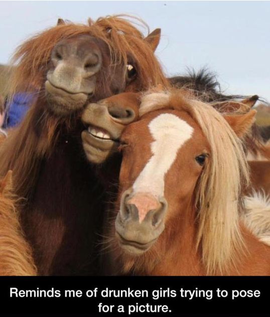 funny-horse-pic-drunken-girls