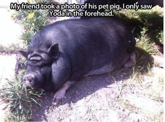 funny-pig-friend-yoda-forehead