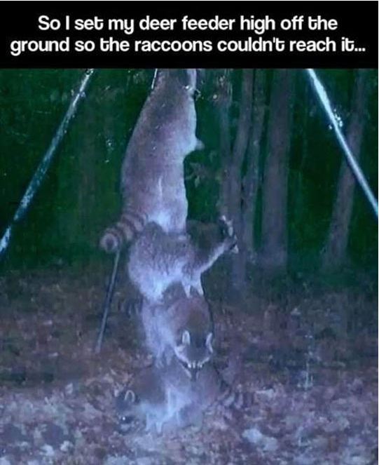 funny-racoon-hidden-camera-night