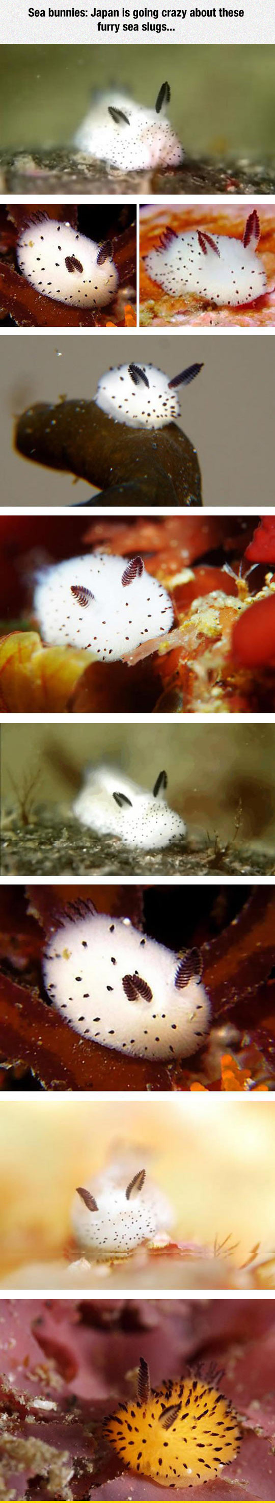 funny-sea-bunnies-japan-slugs