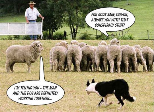 funny-sheep-dog-conspiracy-country