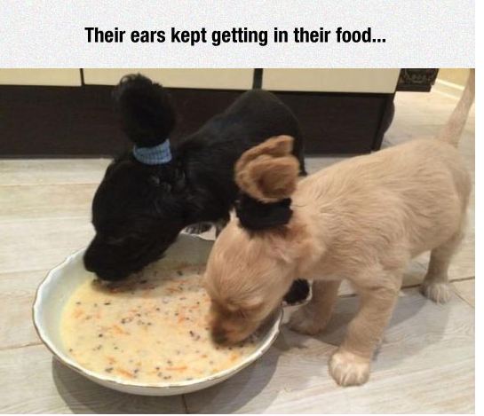 funny-soup-ears-puppy-solution