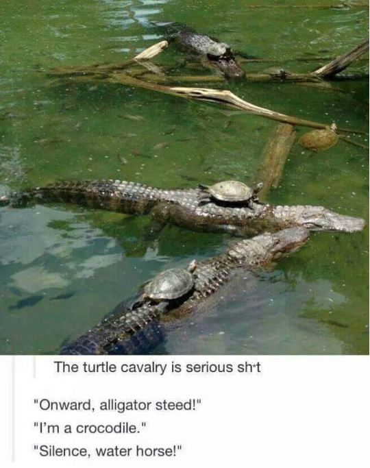 funny-turtle-cavalry-alligator-river-quote