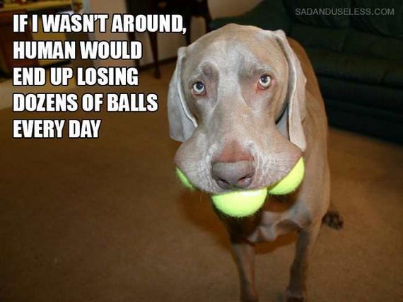 02-dog_thoughts
