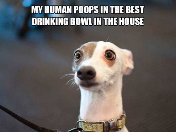 05-dog_thoughts