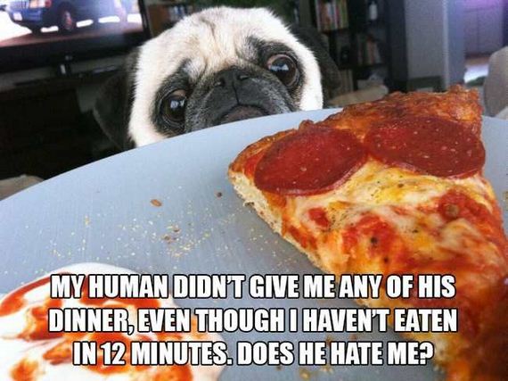 08-dog_thoughts