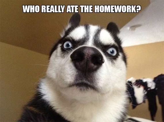 09-dog_thoughts